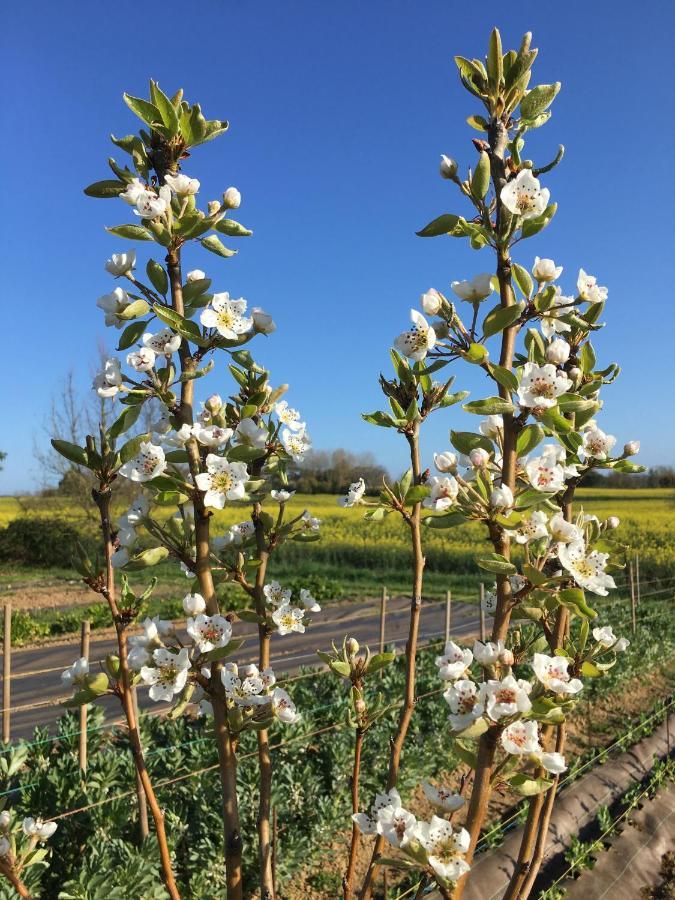 Domaine D'Elusa 维克费藏萨克 外观 照片